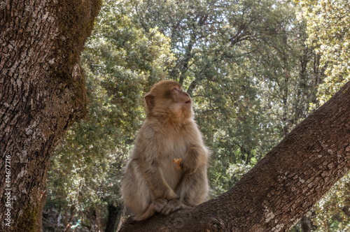japanese macaque on a tree
