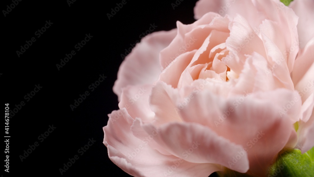 Kwiat, różowy kwiat, goździk, różowy goździk - obrazy, fototapety, plakaty 
