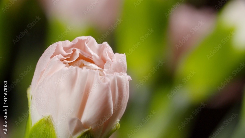 Kwiat, różowy kwiat, goździk, różowy goździk - obrazy, fototapety, plakaty 