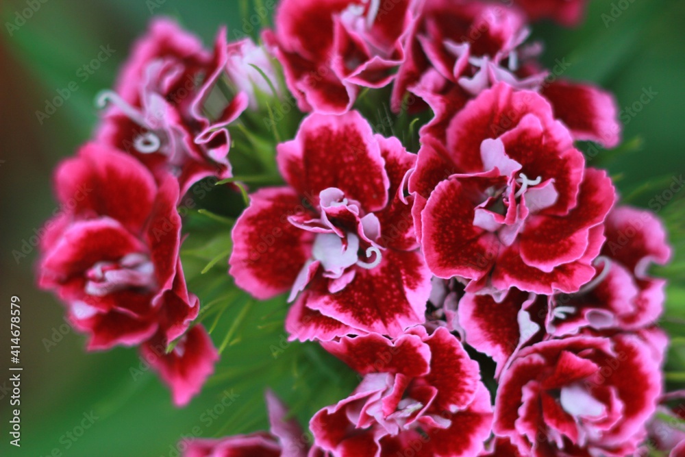 Dark Red Carnations