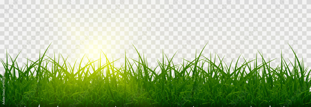 Vector grass, lawn. Grasses png, lawn png. Young green grass with sun glare.