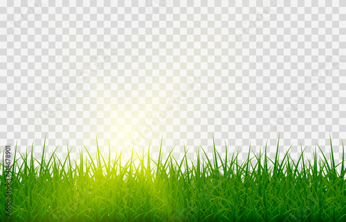 Vector grass, lawn. Grasses png, lawn png. Young green grass with sun glare.