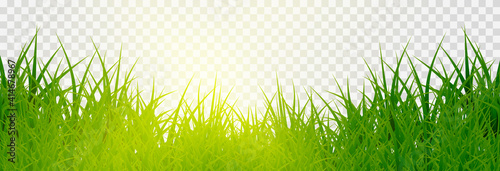 Vector grass, lawn. Grasses png, lawn png. Young green grass with sun glare.