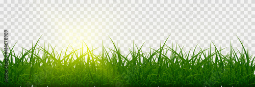 Fototapeta Vector grass, lawn