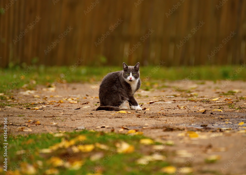Russia. Moscow region, Istra. Portrait of a young cat on the background of a village fence.