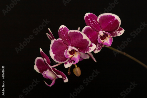 Orchid flowers Phalaenopsis. Branch of flowering Orchid Phalaenopsis  known as butterfly orchids  on a black background. Selective focus