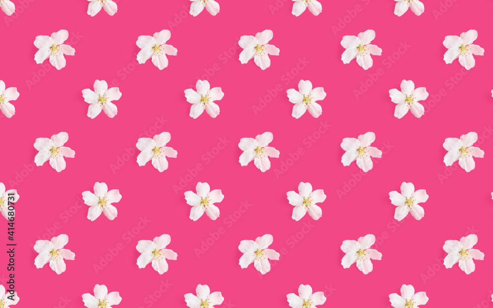 A pattern of white flowers of an apple tree on a bright pink background. View from above. The concept of spring, holiday, birthday, women's day. For banner, postcard.