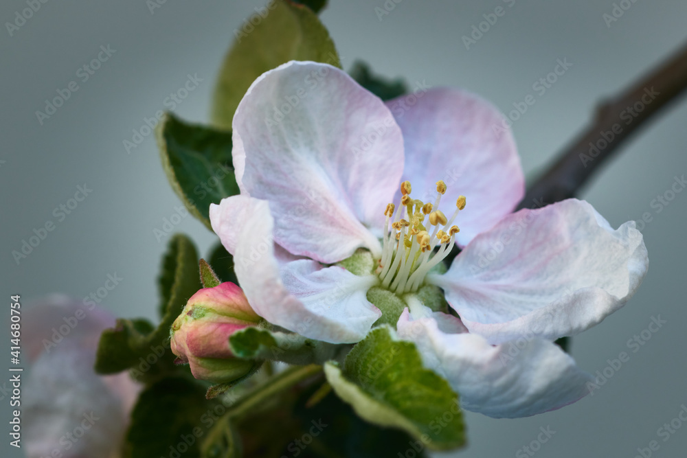 Light pink colored flower of the apple tree in springtime. Soft focus. Light pink colored flower of the apple tree in springtime. Soft focus.