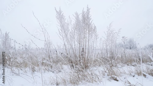 Wallpaper Mural Dry grass covered with snow in the hoarfrost fluttering in a light breeze against a cloudy sky Torontodigital.ca