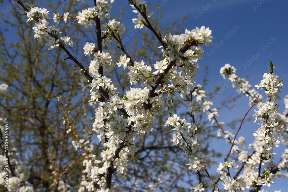 White flowers on a plum tree in spring. White flowers on a plum tree in spring.