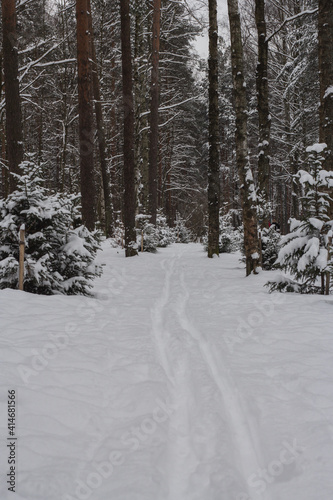 Ski track in the forest among the trees © DRyabko