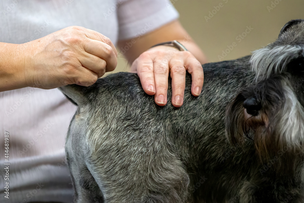 Hand Stripping a Schnauzer Stock Photo Adobe Stock