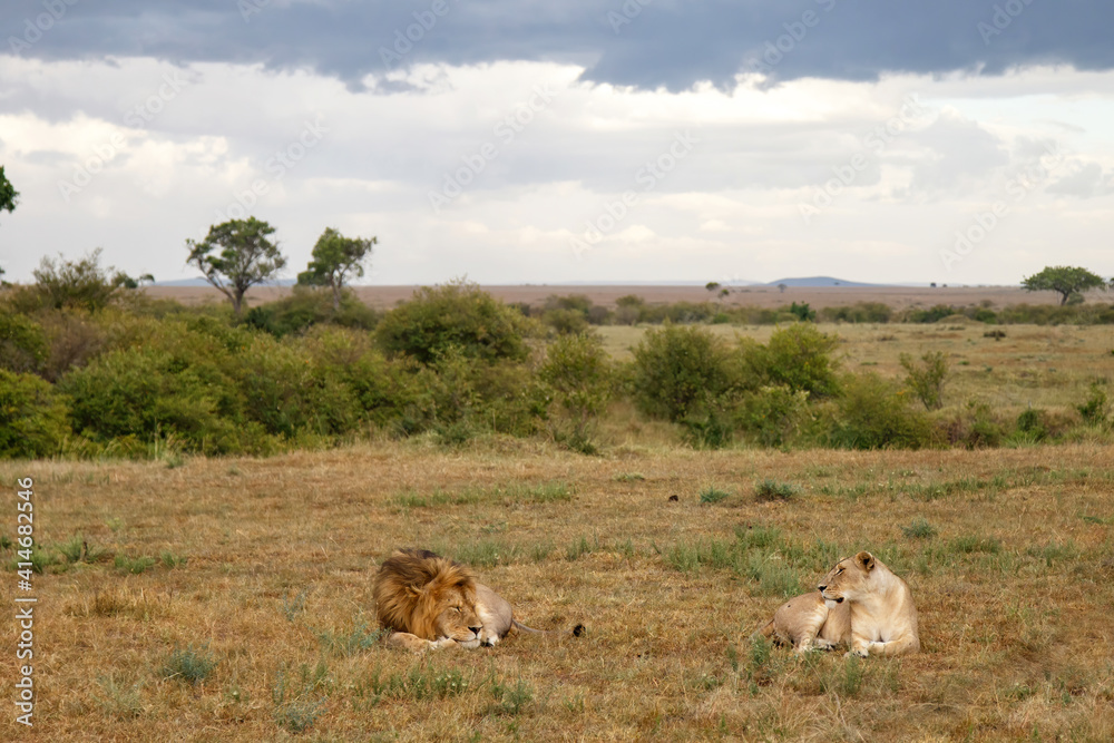 Lion (Panthera leo) love couple spending several days together on the plains of the Masai Mara National Reserve in Kenya