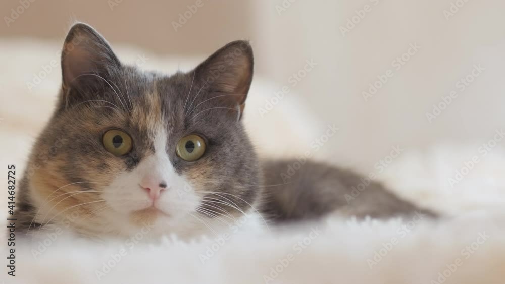 cute curious grey cat lying on bed on plaid indoors and looking playful, concept of lovely pets, cozy morning cute curious grey cat lying on bed on plaid indoors and looking playful, concept of lovely pets, cozy morning