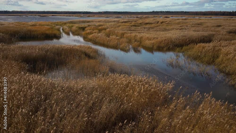 Reserve lake Kaniera bird reservation in Latvia. Kemeri National Park. Yellow reeds under beautiful clouds on the horizon