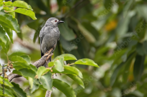 The ashy drongo perching on tree trunk , Thailand