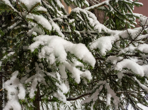 Photo of a Christmas tree in the snow in the evening. A living tree grows in winter under the snow. Beautiful winter landscape. Winter tree close up for greeting cards