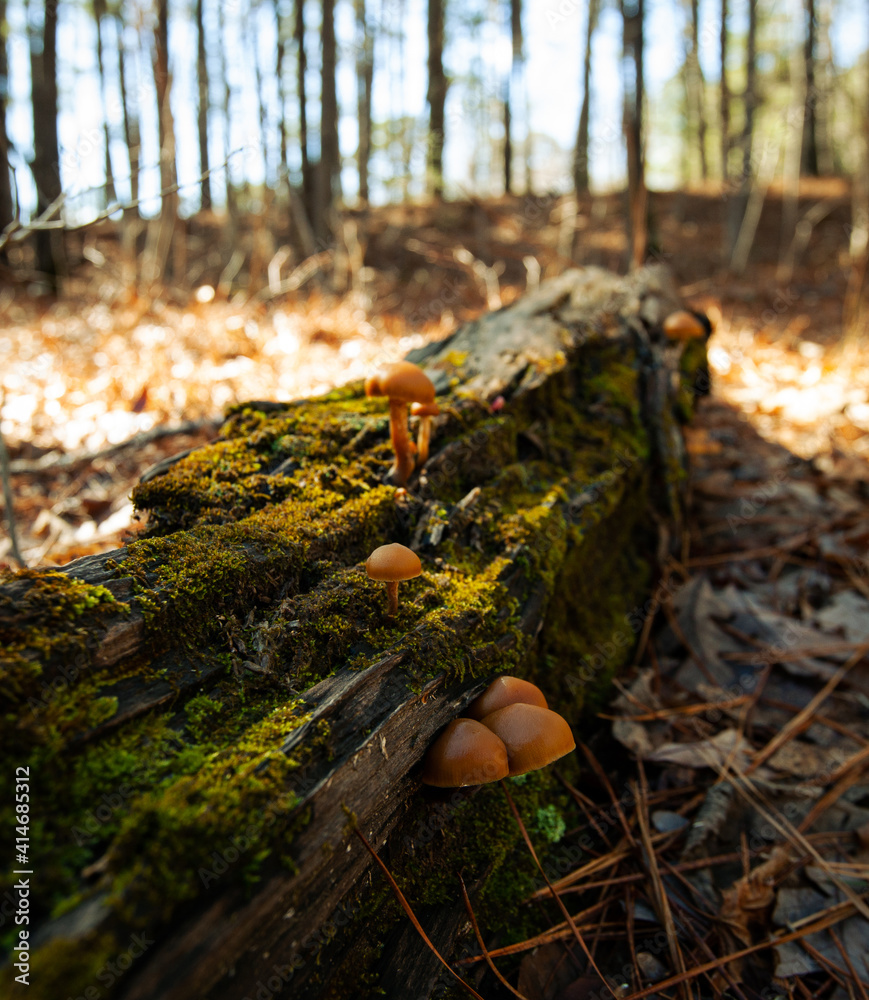 Obraz premium Mushrooms and moss growing on a fallen limb in the woods