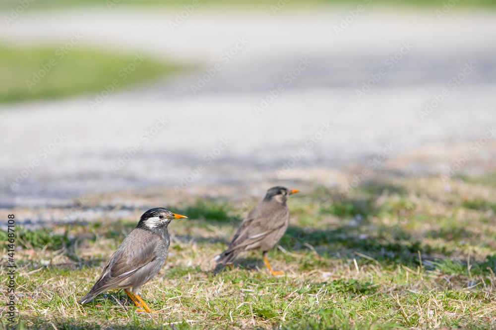 Obraz premium 2羽で仲良く歩くムクドリ