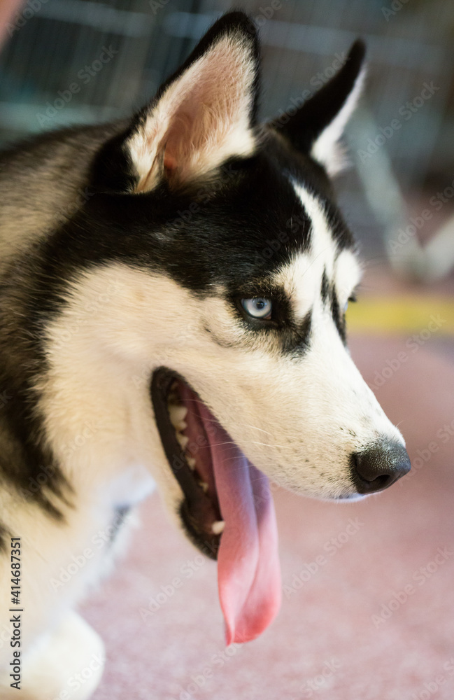 Siberian Husky Portrait of thoroughbred Siberian Husky dog