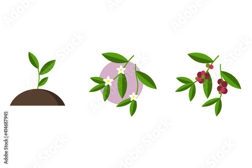 Vector cute illustration set of coffee tree, plants. There is a small sprout, a flowering tree and a sprig with coffee berries.