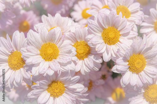 Beautiful pink chrysanthemums flowers in the garden