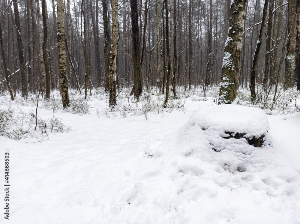 Photo of the winter forest. Landscape of trees and snow on a winter day. A wild place without people. Photo for content with copy space. Photo of the winter forest. Landscape of trees and snow on a winter day. A wild place without people. Photo for content with copy space.