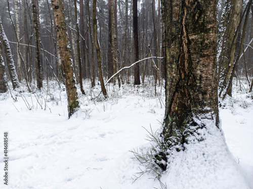 Photo of the winter forest. Landscape of trees and snow on a winter day. A wild place without people. Photo for content with copy space.