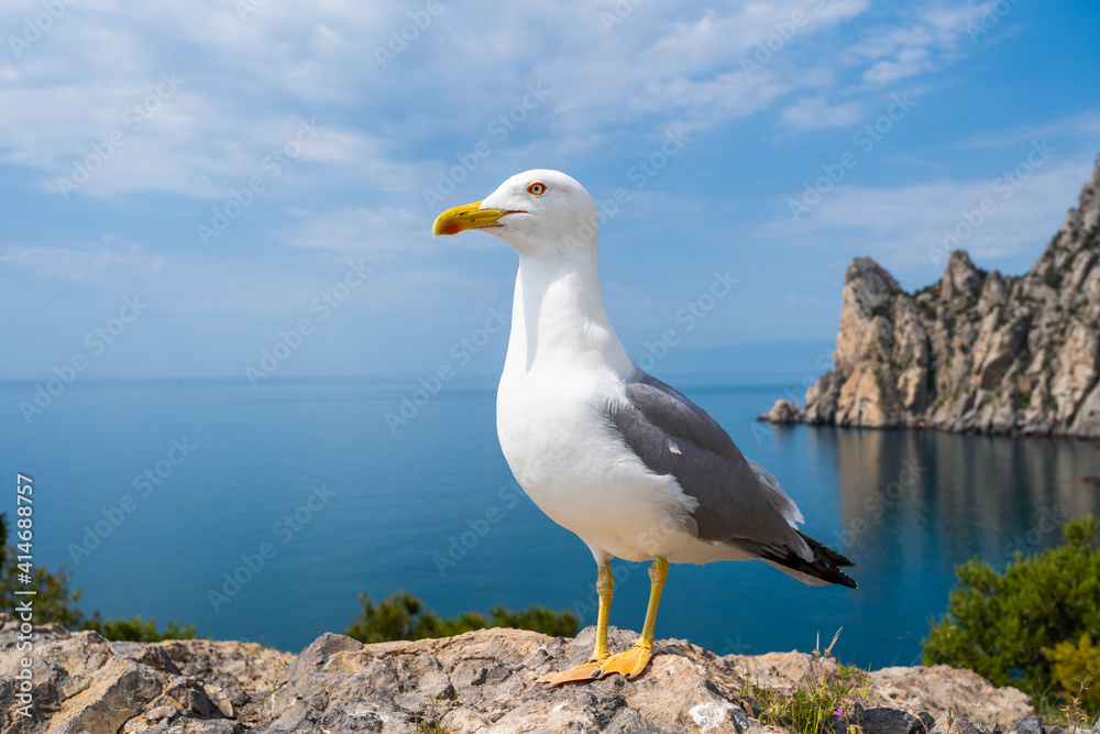 Seagull portrait against sea shore. Wild seagull with natural blue background. Seagull portrait against sea shore. Wild seagull with natural blue background.