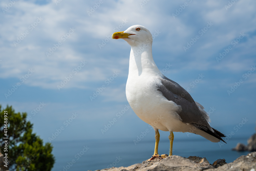 Seagull portrait against sea shore. Wild seagull with natural blue background. Seagull portrait against sea shore. Wild seagull with natural blue background.