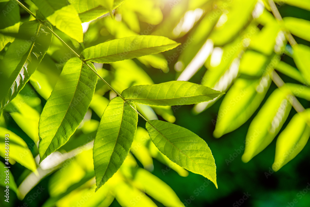 Green natural background from the long leaves of the tree
Green natural background from the long leaves of the tree