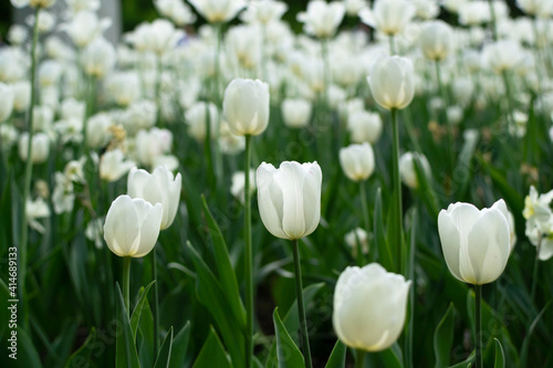 Garden with amazing white tulips, tulip field