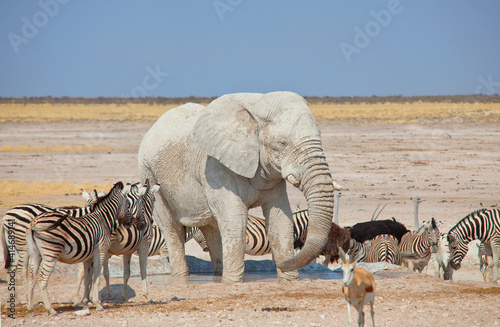 Fototapeta Naklejka Na Ścianę i Meble -  African elephant
