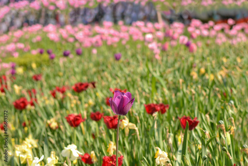 Beautiful colored tulip field, garden with tulips