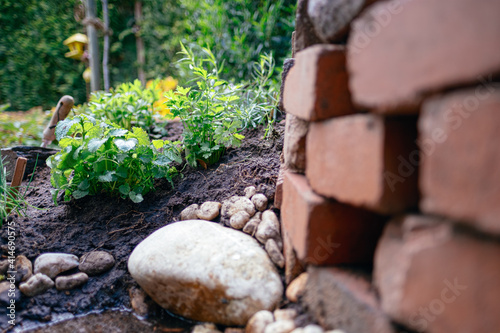 herbs in herb spiral in garden