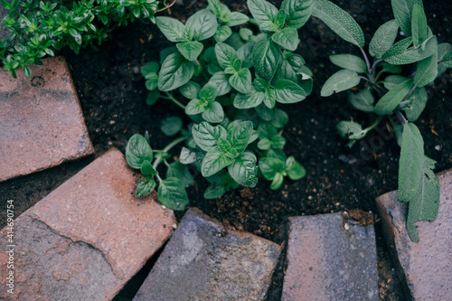 Принти на полотні herbs in herb spiral in garden