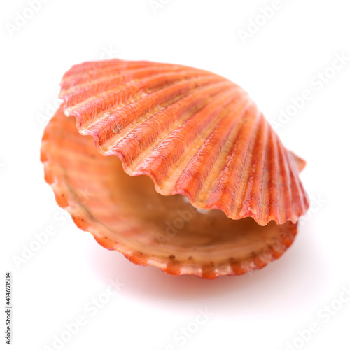 Raw scallop on white background  © zcy