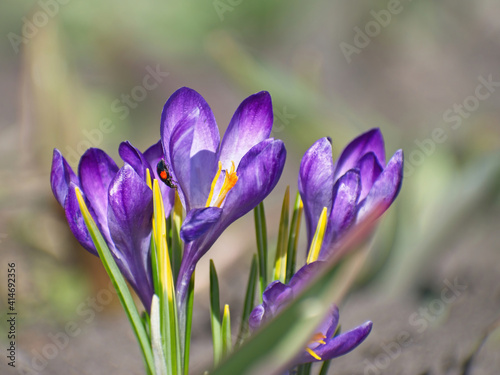 Purple crocuses in a close-up of a spring day. Decorative flowers for decorating flower beds.