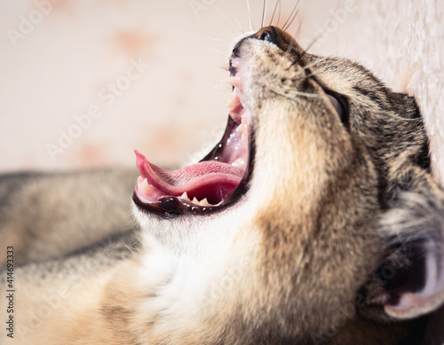 purebred kitten british chinchilla with straight ears opened his mouth and yawns