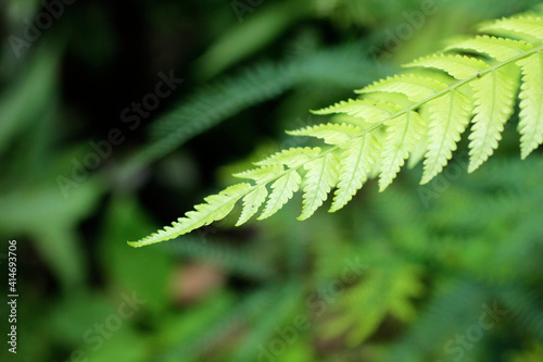 focus on the foreground of fern young green leaves at a tropical rainforest 