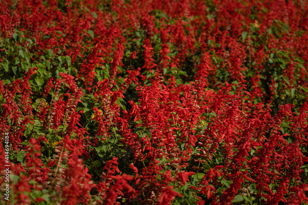 Large flower bed of red flowers, Scarlet sage (salvia splendens). Happiness concept. Tropical plant.
