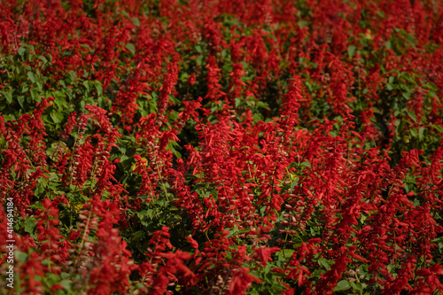 Large flower bed of red flowers, Scarlet sage (salvia splendens). Happiness concept. Tropical plant. © Waldemar Seehagen