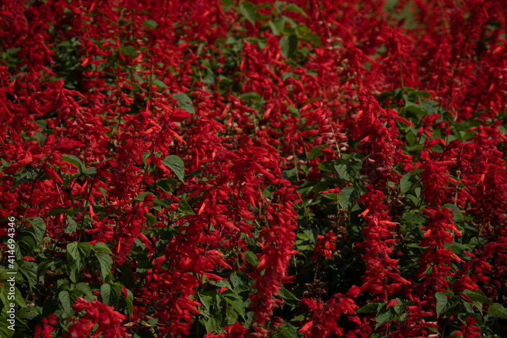 Large flower bed of red flowers, Scarlet sage (salvia splendens). Happiness concept. Tropical plant.