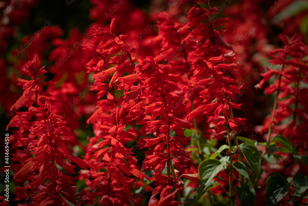 Large flower bed of red flowers, Scarlet sage (salvia splendens). Happiness concept. Tropical plant. Large flower bed of red flowers, Scarlet sage (salvia splendens). Happiness concept. Tropical plant.