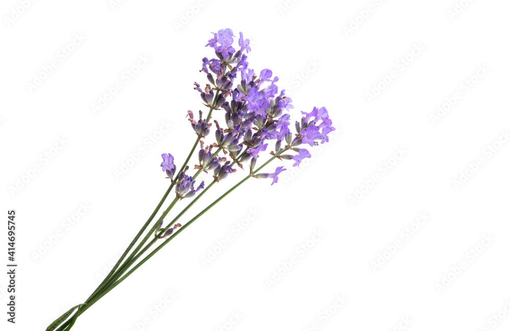 Fototapeta premium lavender flower isolated