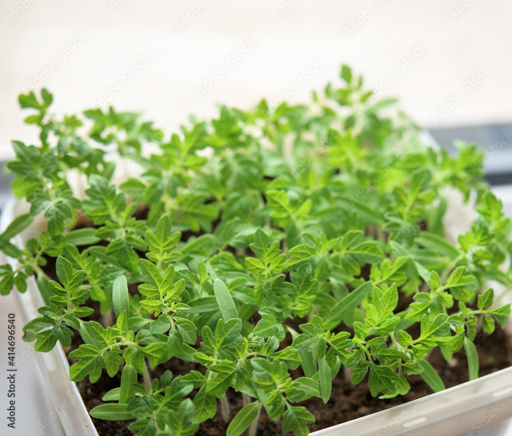 Young green tomato plants - vegetable seedlings Young green tomato plants - vegetable seedlings