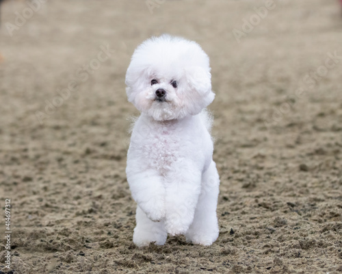 Bichon Frise puppy © sue