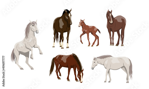 Set of horses in brown and white. Equus ferus caballus females, males and foals. Domestic and wild vector animals