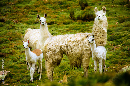 llama family