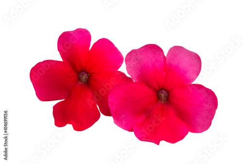 red verbena isolated